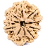 Super Collector 10 Mukhi Rudraksha - 30.28 mm - Nepal