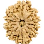 Super Collector 10 Mukhi Rudraksha - 31.35 mm - Nepal
