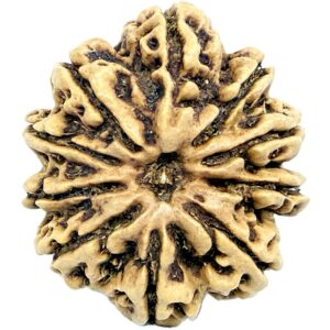 Super Collector 10 Mukhi Rudraksha - 32.12 mm - Nepal