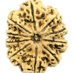 Super Collector 10 Mukhi Rudraksha - 33.06 mm - Nepal