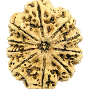 Super Collector 10 Mukhi Rudraksha - 33.06 mm - Nepal