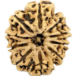 Super Collector 10 Mukhi Rudraksha - 33.57 mm - Nepal